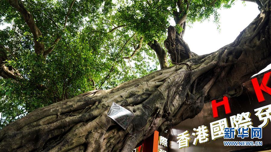 （壯麗70年·奮斗新時(shí)代·圖文互動(dòng)）（4）一條街的前世今生——沙頭角中英街觀“潮”